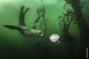 Das Thema Corona spiegelt sich auch in dem Gewinnerfoto der Kategorie Umwelt „California Sea Lion Plays with Mask“ (dt. Kalifornischer Seelöwe spielt mit Maske von Ralph Pace wider.