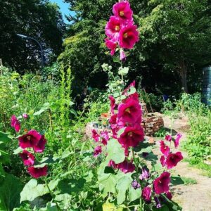 Stockrosenblüten im sommerlichen Garten