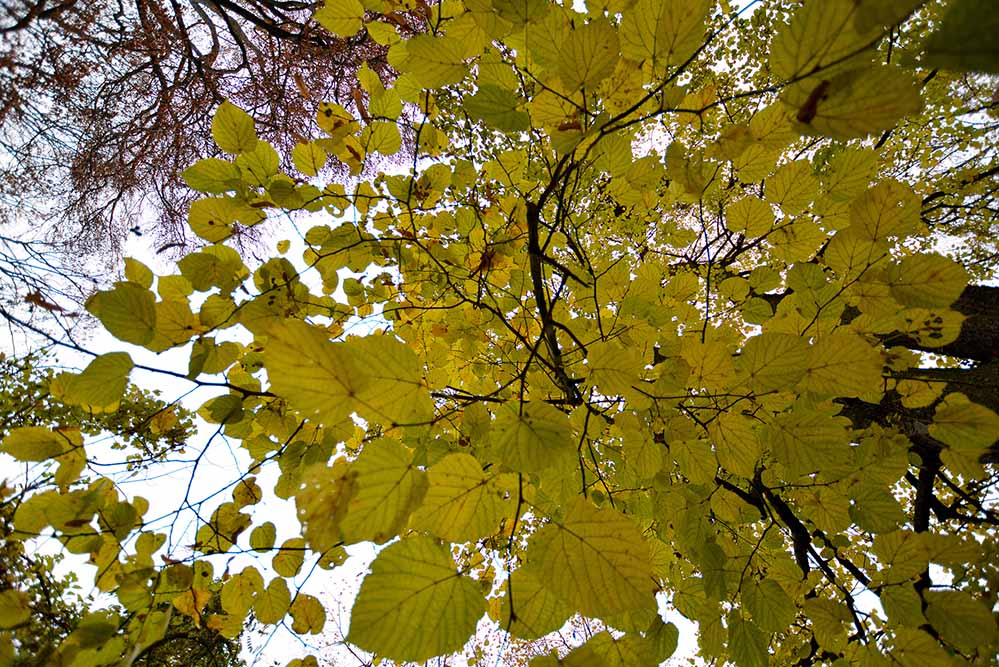 Herbststimmung im Fredenbaumpark.