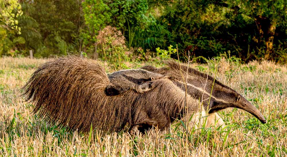 Ein Großer Ameisenbär mit Jungtier im Pantanal.