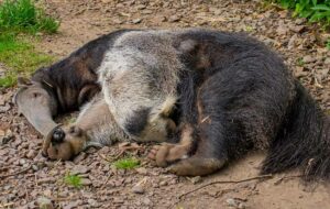 Sandra, die älteste Große Ameisenbärin der Welt, im Zoo Dortmund (geboren 9. Juni 1994 im Zoo) bei einem Nickerchen auf der Außenanlage.