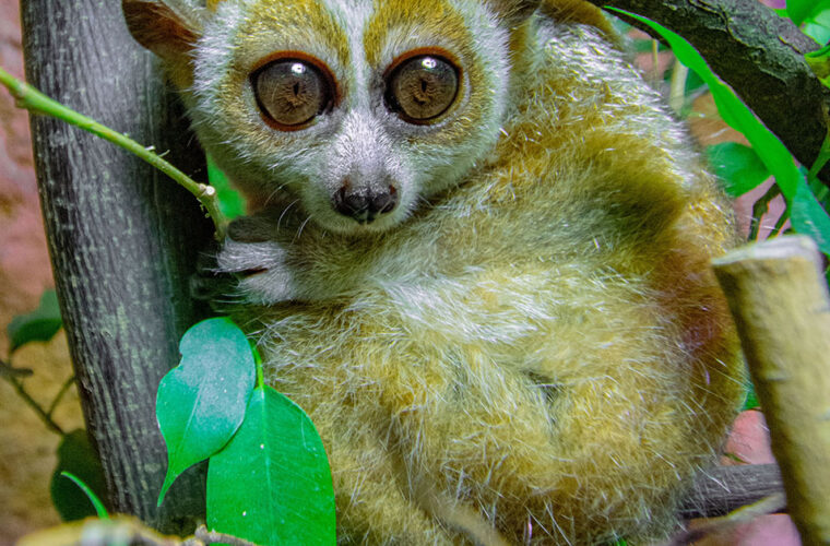 Das Zwergplumplori-Weibchen in ihrem neuen Zuhause im Dortmunder Zoo.