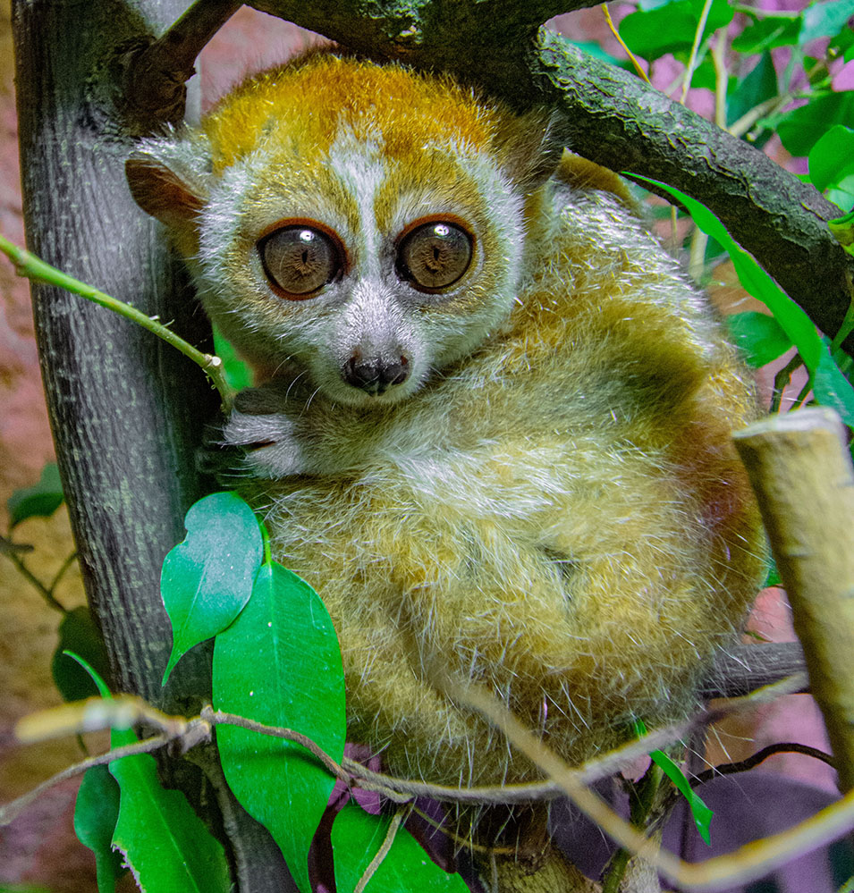 Das Zwergplumplori-Weibchen in ihrem neuen Zuhause im Dortmunder Zoo.