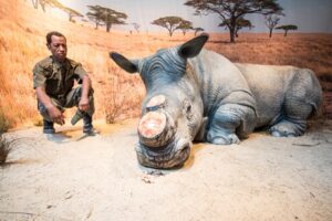 Das Diorama mit dem seit 2018 ausgestorbenen Nördlichen Breitmaulnashorn.