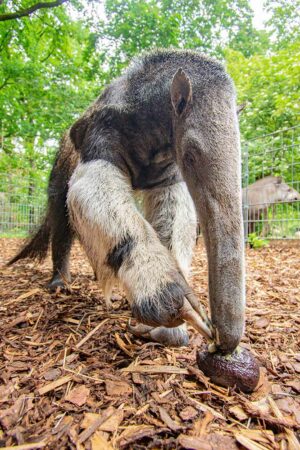 Der Dortmunder Zoo ist stolz, dass sie knapp 28 Jahre lang die dann am Ende älteste Große Ameisenbärin der Welt beherbergen und Sandra ein so langes Leben bieten konnten.