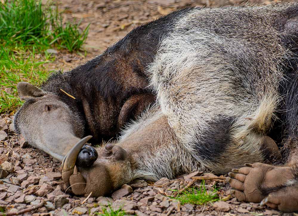 Sandra überschritt die natürliche Lebenserwartung eines Großen Ameisenbären mit fast 28 Jahren bei weitem. Ein wild lebender Großer Ameisenbär dürfte nicht viel älter als zwölf Jahre werden.