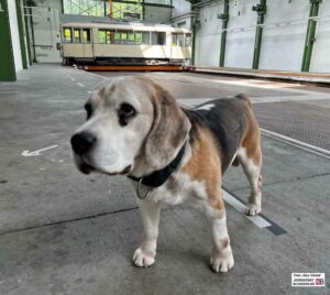 Kino-Beagle Henry wird im Depot bleiben.