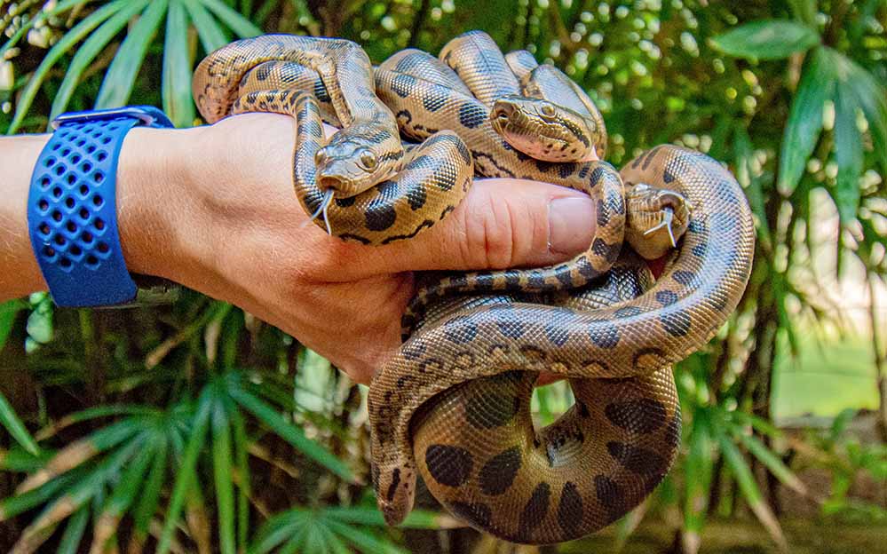 Zuchterfolg: Das Bild zeigt vier der neun frisch geborenen Großen Anakondas im Dortmunder Zoo..