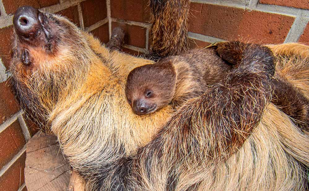 Das noch namenlose Faultier-Jungtier und seiner Mutter Hexe bei einem Mittagsschläfchen im Tamandua-Haus.