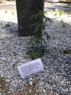 Eine Hanfpflanze mit Botschaft als Zeichen des Protests. Sie stand nicht lange...