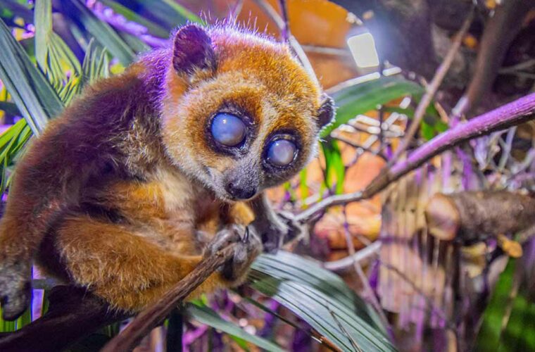 Der Zwergplumplori ist eine der häufigsten Primaten-Arten im illegalen Wildtierhandel.