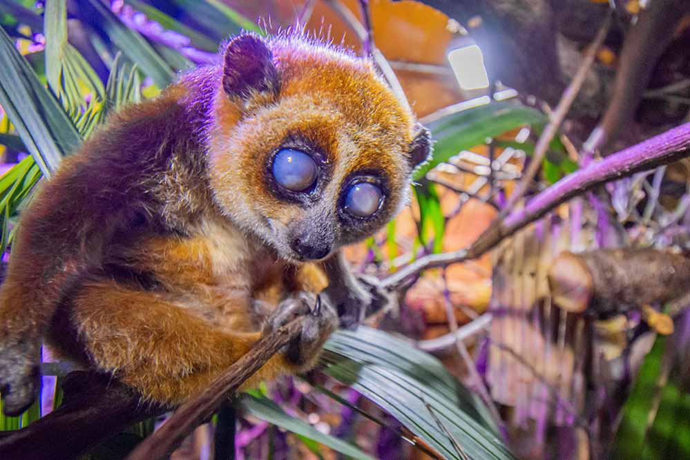 Der Zwergplumplori ist eine der häufigsten Primaten-Arten im illegalen Wildtierhandel.