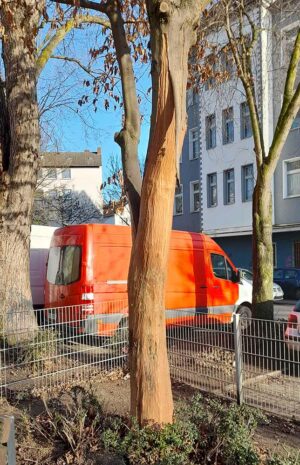 An acht Bäumen wie hier in der Düppelstraße wurde die Rinde abgeschält. Es ist davon auszugehen, dass die Bäume diese Vandalismusschäden nicht überleben werden.