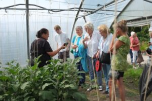 Rund 100 historische Tomatensorten reifen in den Werkhof-Gewächshäusern in Grevel.