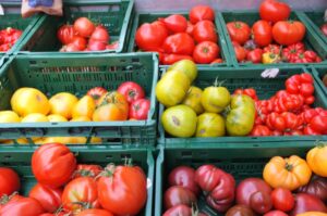 Rund 100 historische Tomatensorten reifen in den Werkhof-Gewächshäusern in Grevel.