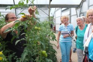 „Die Triebe an den Hauptstängeln muss man abschneiden. Dann ist die Tomatenpflanze besser belüftet und die Nährstoffe kommen konzentrierter in die Früchte.“