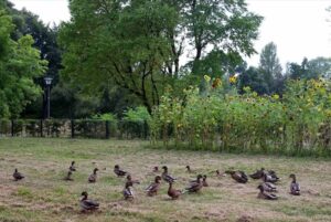 Das Friedenfest im Mai war eine nachhaltige Veranstaltung: Die damals gepflanzten Sonnenblumen versuchen immer noch zu blühen.