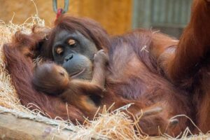 Inhaber:innen können für zwei Euro Eintritt den Dortmunder Zoo besuchen. Der reguläre Eintritt liegt für Erwachsene bei 9,50 Euro.