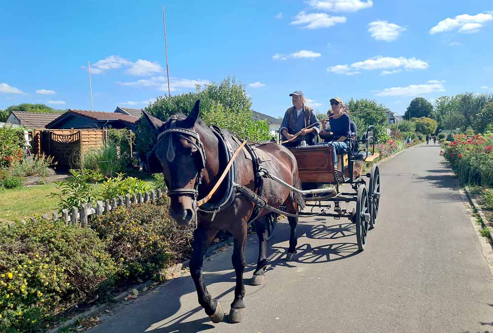 Unvermutet idyllisch - vor allem vor Ortsunkundige: Die traditionsreiche Gartenanlage an der Hafenwiese.