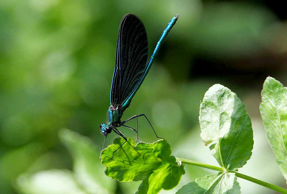 Immer wieder berichten Bürger:innen von neuen Beobachtungen aus der zurückkehrenden Natur entlang der ökologisch wertvollen Gewässer – manchmal sind sogar seltene Tiere oder Pflanzen darunter. Die neuste Entdeckung: Blauflügel-Prachtlibellen.