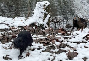 Nutrias hatten den 15 Meter langen Monsterhai Bruce zu Fall gebracht. Die Sumpfbiber haben sich in der Unterkonstruktion eingerichtet.