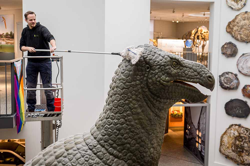 Julian Stromann, Leiter der Bildung und Vermittlung im Naturmuseum, beim Abstauben des Iguanodon-Sauriers im Lichthof des Naturmuseums.