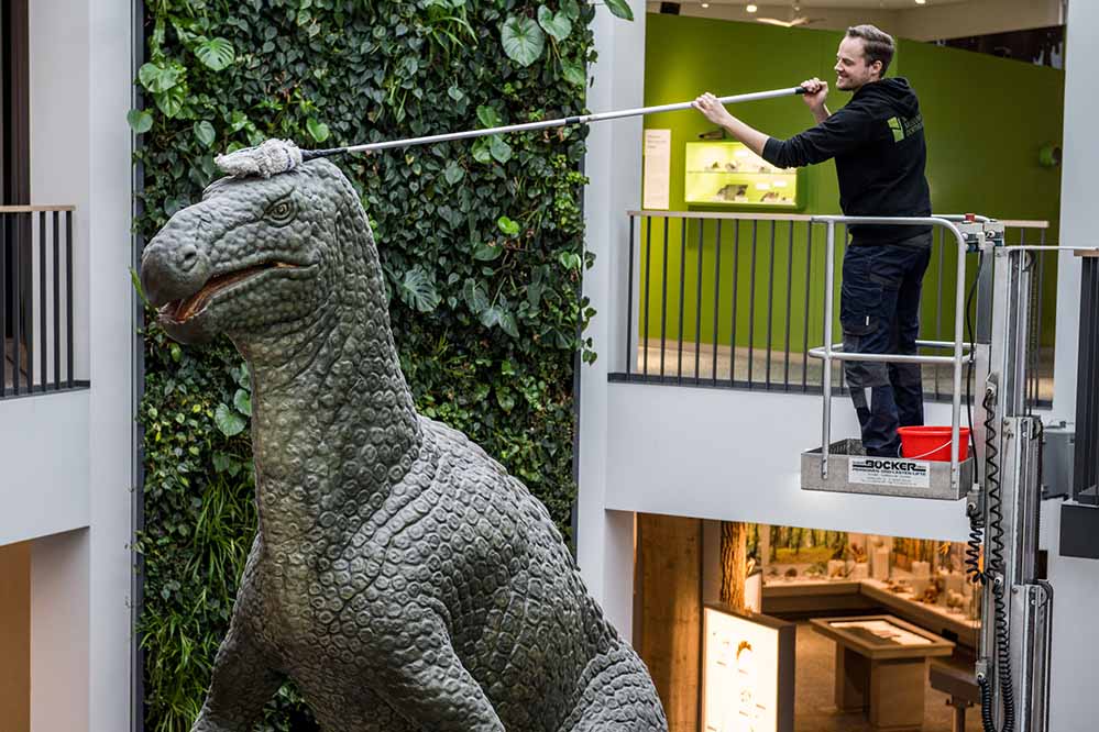 Julian Stromann, Leiter der Bildung und Vermittlung im Naturmuseum, beim Abstauben des Iguanodon-Sauriers im Lichthof des Naturmuseums.