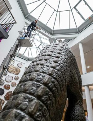 Julian Stromann, Leiter der Bildung und Vermittlung im Naturmuseum, beim Abstauben des Iguanodon-Sauriers im Lichthof des Naturmuseums.