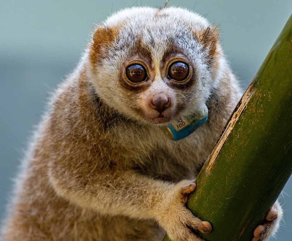 Ausgewilderter Bengalischer Plumplori mit Sendehalsband.