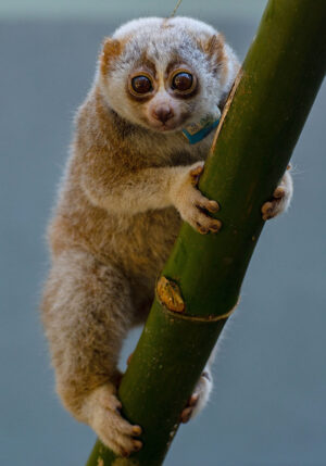 Ausgewilderter Bengalischer Plumplori mit Sendehalsband.