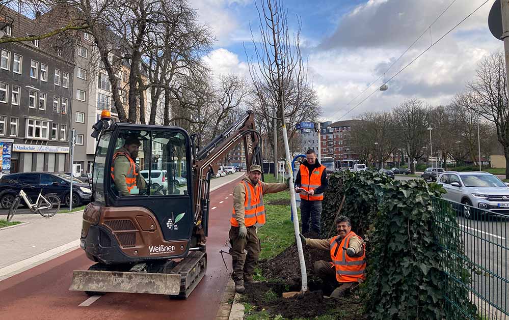 In der City werden insgesamt 110 neue Bäume gepflanzt - ein Beitrag fürs Stadtklima.