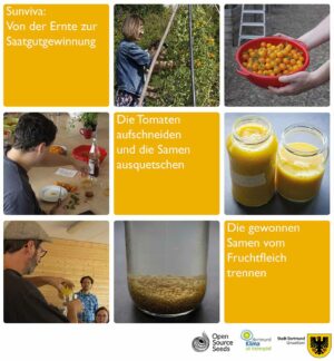 Collage eines Workshops zur Saatgutgewinnung der Open-Source-Tomate Sunviva