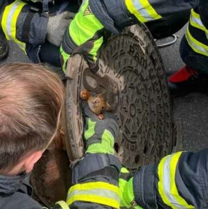 Das Eichhörnchen steckte in dem Gullydeckel fest.