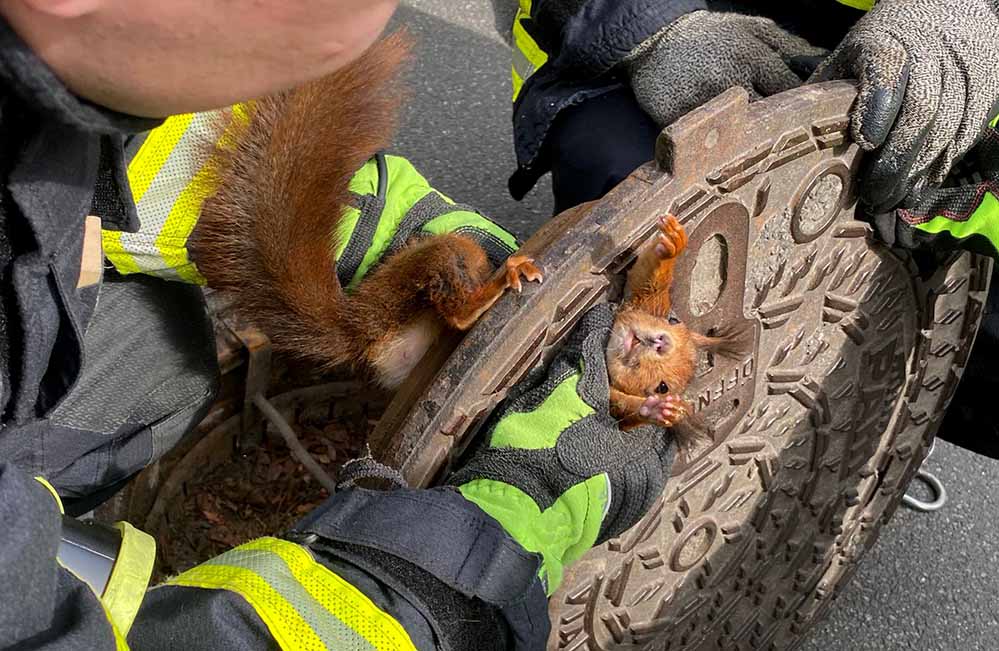 Feuerwehrmänner haben den Gullydeckel angehoben und befreiten das Eichhörnchen.
