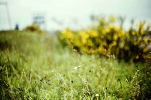 Auf der Halde wachsen zahlreiche Wildblumen; vor allem wild gewachsene Büsche wurden entfernt, damit die regionale Saat, also heimische Gräser und Blühpflanzen, sich wieder besser entfalten kann. 