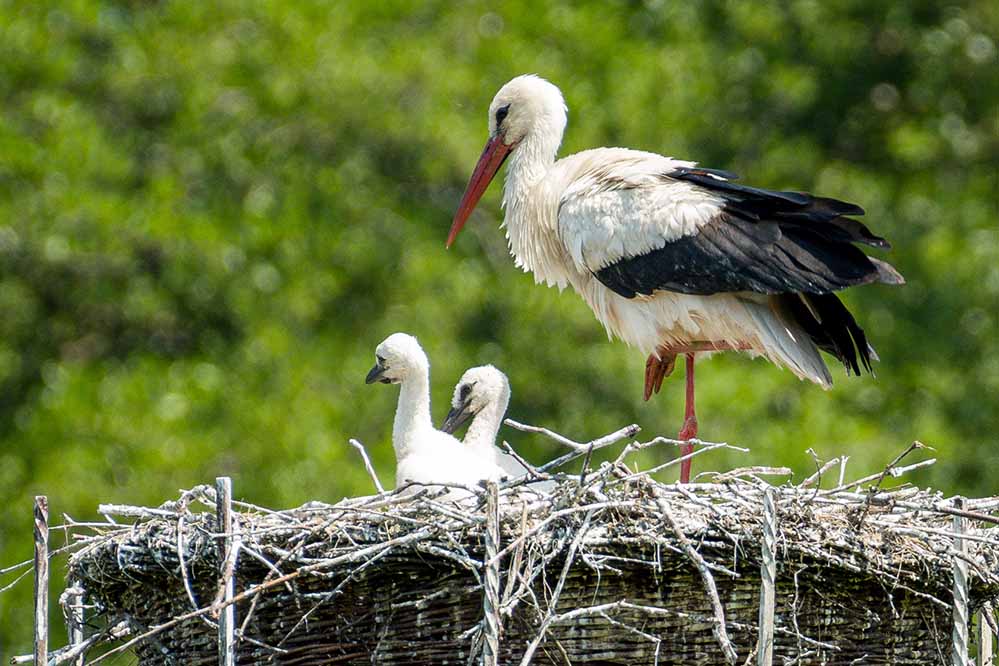 Drei Küken, die im Naturschutzgebiet „Im Siesack“ in Mengede geschlüpft sind, begeistern (Hobby-) Vogelkundler:innen und Naturfreunde begeistern.
