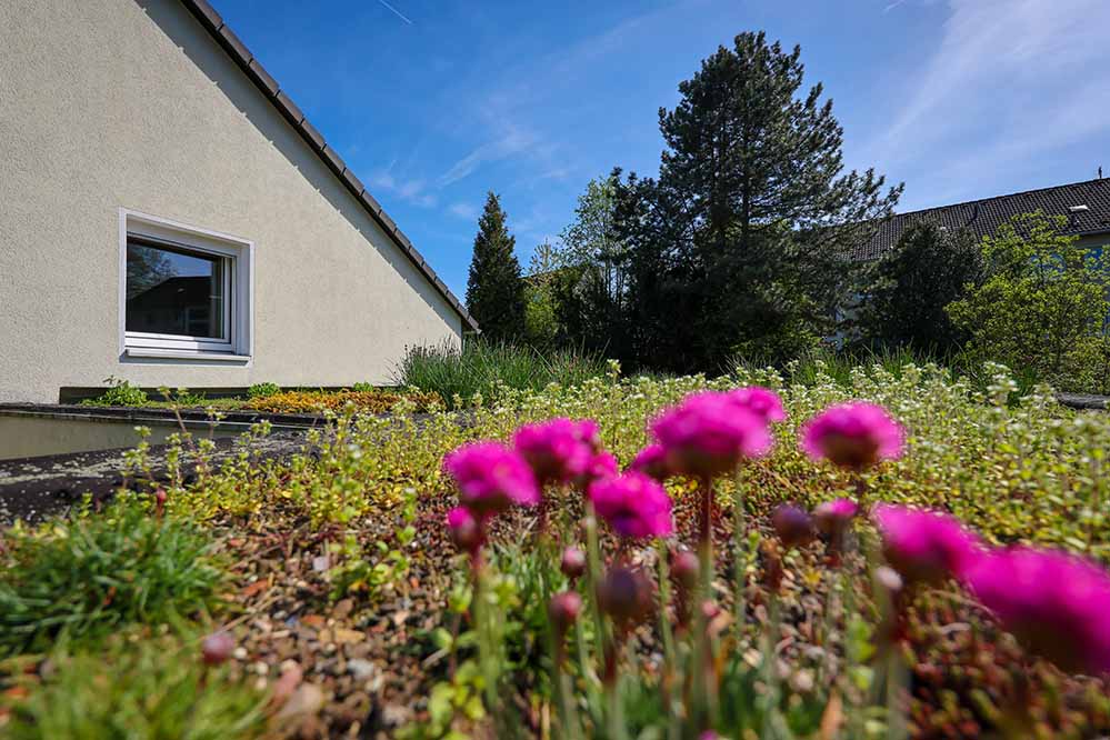 Gründächer sind ein wichtiger Baustein zum klimarobusten Umbau der Region, weshalb die Emschergenossenschaft als Teil der Zukunftsinitiative Klima.Werk das Förderprogramm aufgelegt hat.