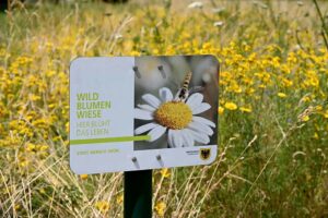 Um Blühwiesen zu erhalten, müssen sie zwei mal im Jahr gemäht werden - sonst setzt sich hohe Gräser und Büsche durch.