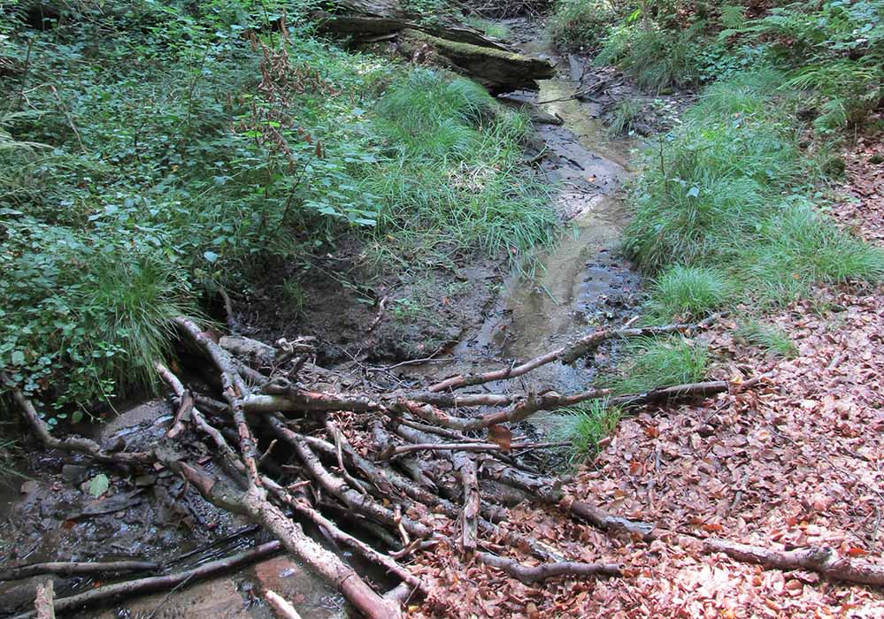 Das Foto zeigt exemplarisch für 650 andere Bäche den Kruckeler Bach im Sommer.