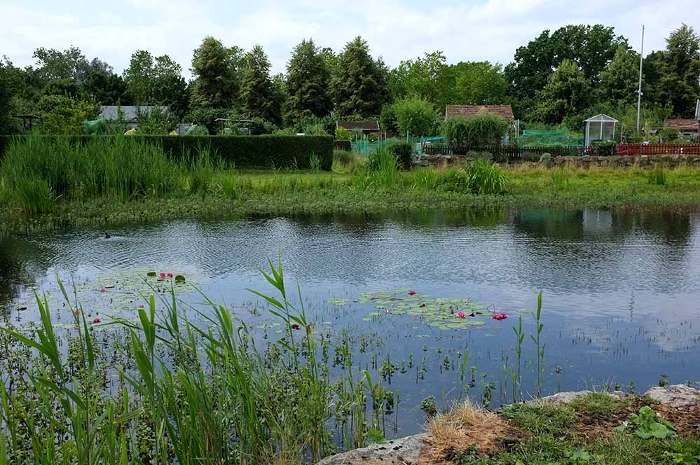 Ein echtes Idyll: der Teich mitten in der Kleingartenanlage Alte Körne.