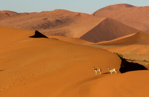 Ein Bild der Ausstellung: Es zeigt die atemberaubenden Farben der Landschaft Namibias mit zwei Springböcken.