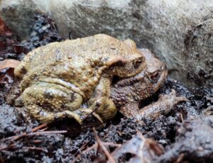 Erdkröte Amphibienzaun Amphibienwanderung