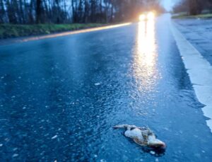 Zahllose Tiere kommen durch zu schnell fahrende Fahrzeuge zu Tode.
