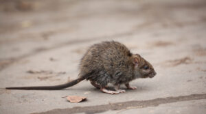 Ratte auf der Straße