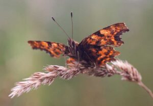 Schmetterling