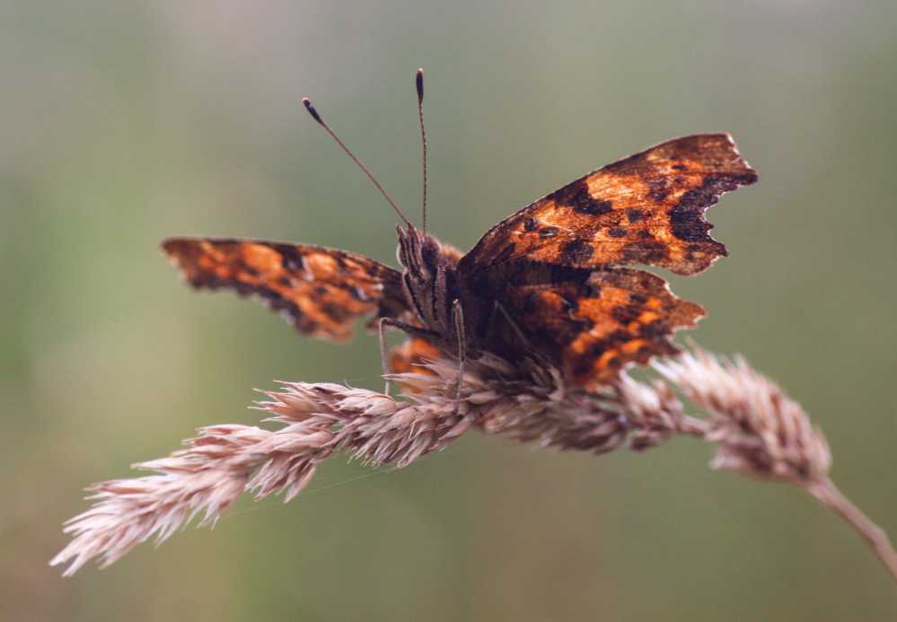 Schmetterling
