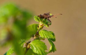 Insekt in der Natur