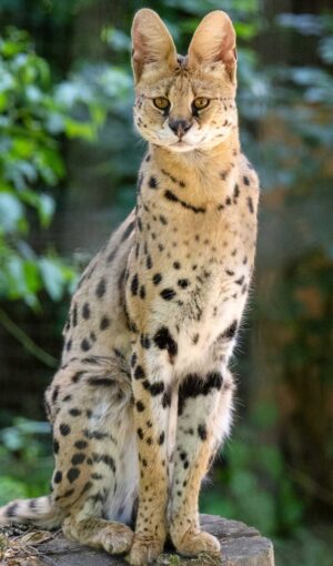 Sitzender Serval