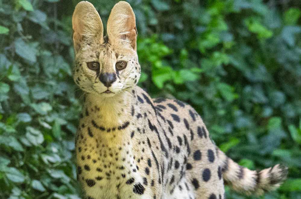 Ein Serval