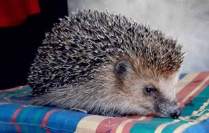Ein Igel auf einem Kissen